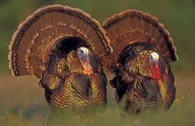 Accidental Shooting of OR Turkey Hunter - No Charges