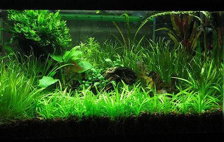 The Wondrous World Of Aquascaping