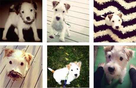 WalterCollage 10 tips on Puppy Rearing…