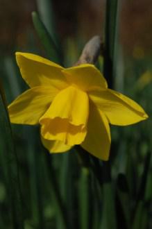 Narcissus 'Hawera' Flower (07/03/20112, Kew, London)