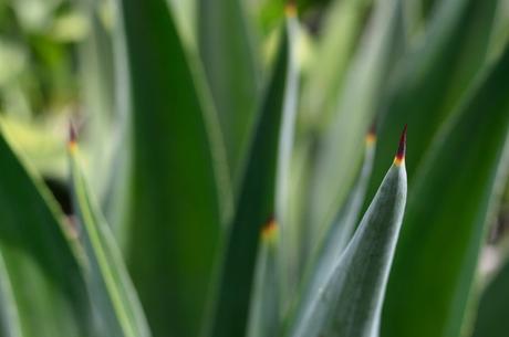 Aloe Vera Magic