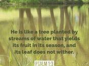 Bible Reading Plan Thoughts: Psalm