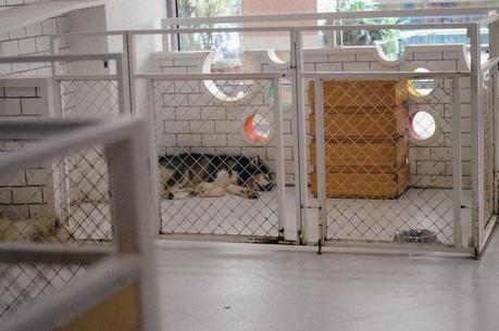 TRAVELOGUE: BENGAL BREW CAT CAFE / WOLF&BEAR DOG CAFE