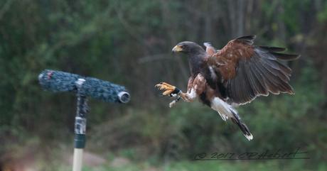 This Harris Hawk is one of four that fly around, at the same time, during the demonstration.