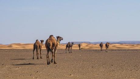 Sahara Desert Trips – Opt for the Three Night Tour in Morocco