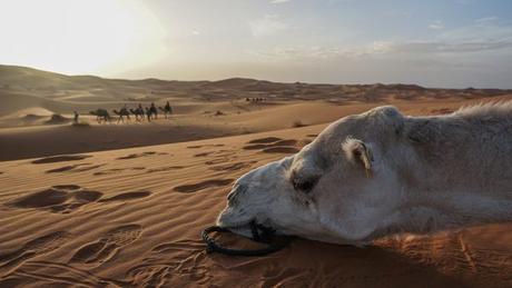 Sahara Desert Trips – Opt for the Three Night Tour in Morocco