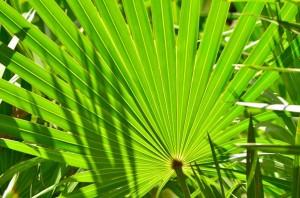 Saw Palmetto_Florida Plants_Orlando Landscaping