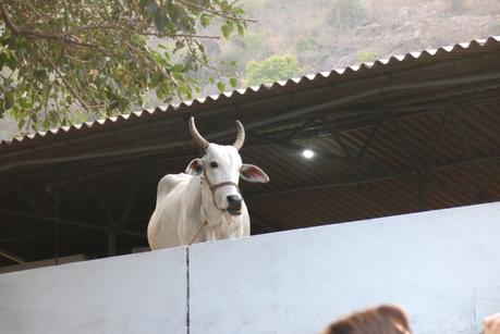 Wisdom Teachings about Pruthu, the First King of the Planet, Visit to Hamsavanam, Ramadri