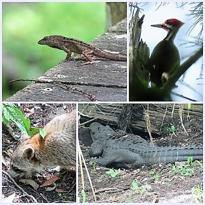 Fauna we spotted in Audubon’s Corkscrew swamp sanctuary 
