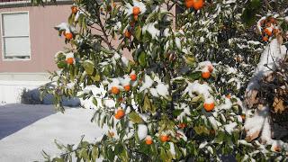 Citrus Freeze Damage and What you Should or Should Not do