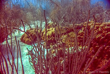 forest of soft corals