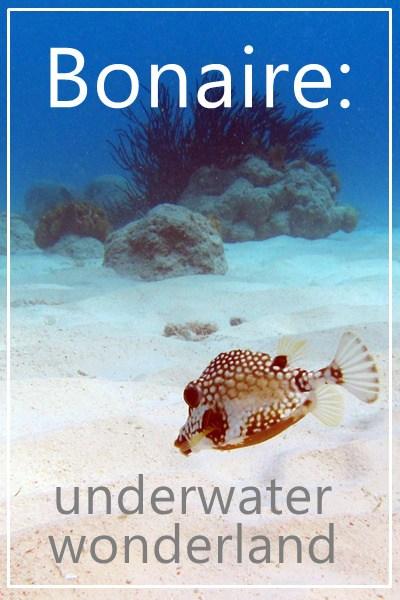 Pinterest underwater wonderland