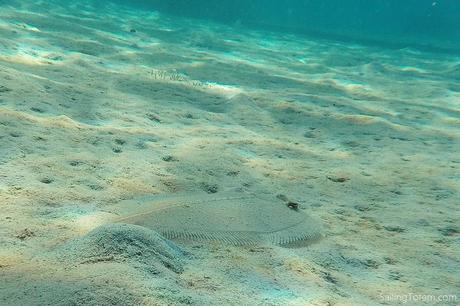 well-disguised flounder skimming the bottom