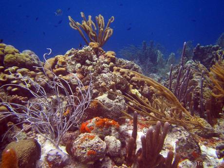 anchorage- corals