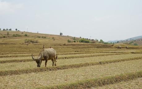 Myanmar: a 3 day trek from Kalaw to Inle Lake