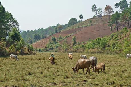 Myanmar: a 3 day trek from Kalaw to Inle Lake