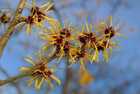 24 Plants That Keep Your Skin Looking Young