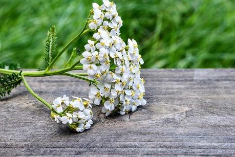 24 Plants That Keep Your Skin Looking Young