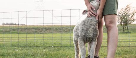 Lambing Season & Fallen Stock