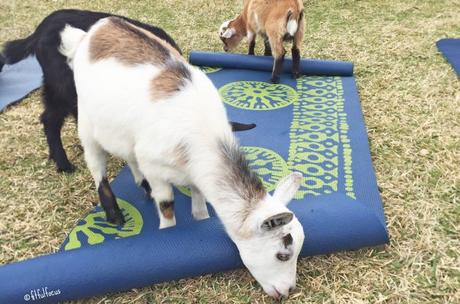 Goat Yoga Is a Thing & Here’s Why You Should Try It