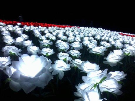 Jardin Necitas at night