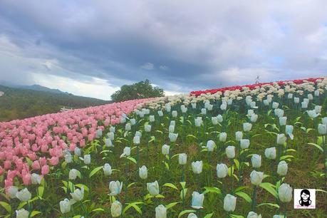 Jardin Necitas