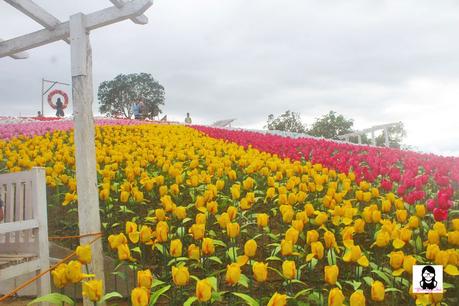 Jardin Necitas