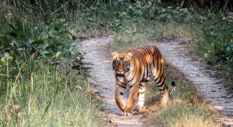 Chitwan_National_park_Nepal