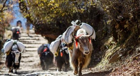 Nepal_Holiday_yaks