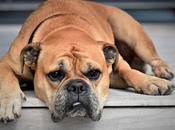 Dealing with Pet’s Illness Family