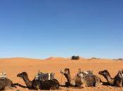 Moroccan Sahara. Sunset Camel Ride Chebbi.