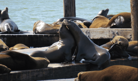 Sea lions in Pier 39