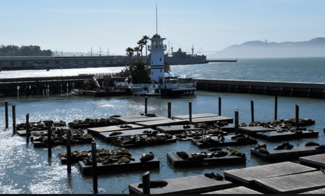 A view of the sea lions in Pier 39