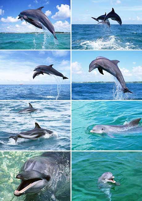 Entertain The Idea And It Will Show You The Magic: Dolphins A Short Story