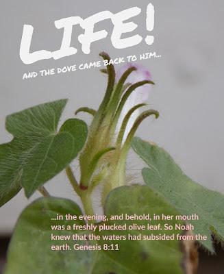 Bible Reading Plan thoughts: The Flood recedes