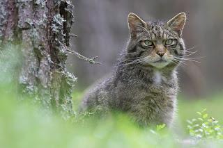 Crucial work to help save Scottish wildcats