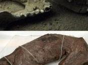 When Devils Thylacines Went Extinct