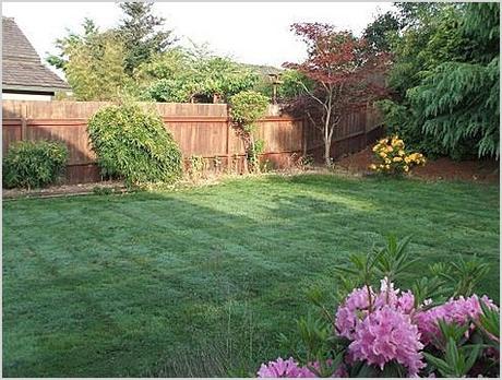 simple and lovely backyard
