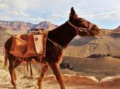 Grand Canyon Winter Hiking