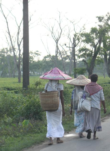 DAILY PHOTO: Commuting Assamese Tea Pickers