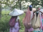 DAILY PHOTO: Commuting Assamese Pickers