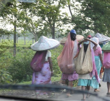 DAILY PHOTO: Commuting Assamese Tea Pickers