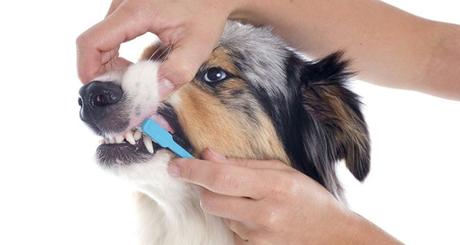 How to CARYING for your DOG’S teeth health? | Best1x Dog Tips