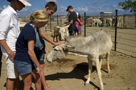 Many of Bonaire's feral donkeys, former beasts of burden, are in a large sanctuary