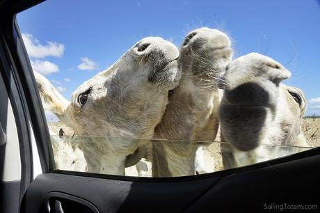 They were very keen to introduce themselves through the truck window, asking for carrots
