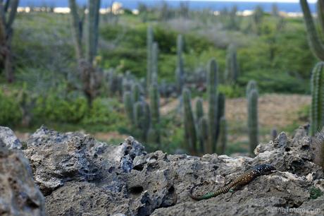 Most of the island is arid scrub, the home of strikingly colorful lizards