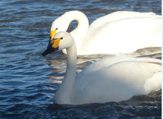 Missing mate of oldest living Gloucestershire swan dynasty arrives from Russian Arctic – six weeks late!