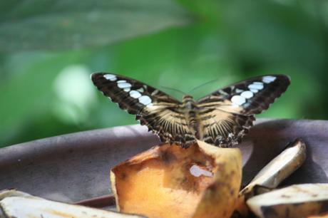 DAILY PHOTO: Butterflies of Bohol