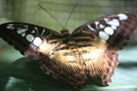 DAILY PHOTO: Butterflies of Bohol