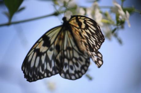 DAILY PHOTO: Butterflies of Bohol
